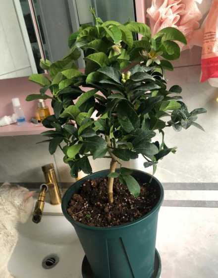 盆栽柠檬怎么移植地上 盆栽柠檬怎么换土换盆