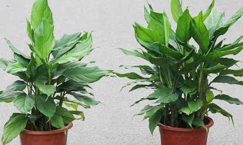 室内不能养的花草有哪些 不适合室内养的植物