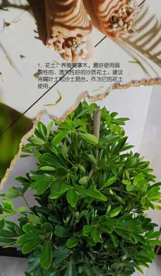 鸭掌木花怎么阻止生长 鸭掌木花语的作用是什么