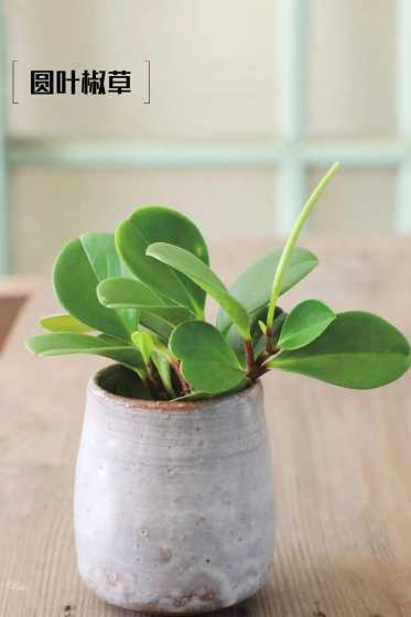 什么圆叶植物适合水养 家里可以水培什么植物