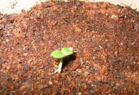 玫瑰牡丹种子怎么处理 玫瑰花的种植方法和注意事项