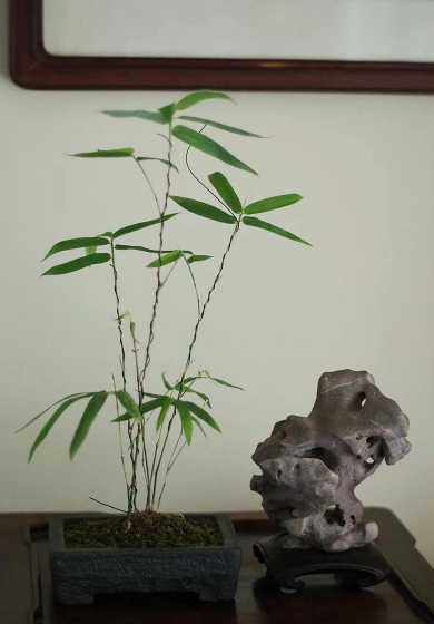 竹子怎么养才能更旺盛 富贵竹怎么养才能更旺盛