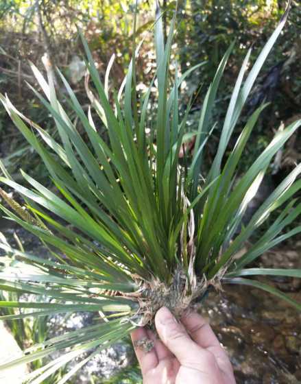 菖蒲的根茎是什么颜色 菖蒲是什么植物