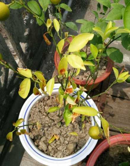 盆栽金桔怎么都掉了啊 盆栽金橘树是否需要剪掉果实掉落的枝头