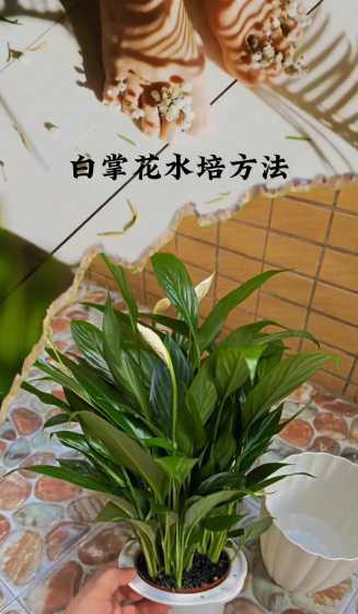 水培白掌怎么样换土培 土培白掌如何移植成水培白掌