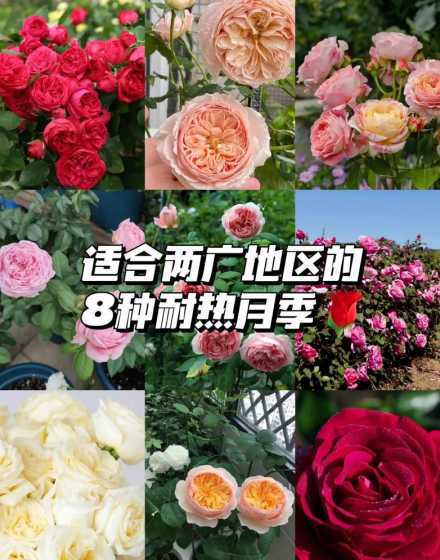 月季花怎么样才能种好 月季花怎么种