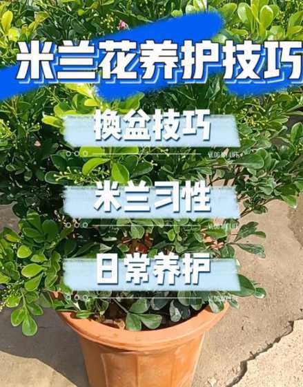 米兰这个季节应怎么养 米兰花什么季节时候买好养