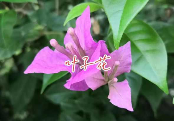 三角梅为什么掉叶掉花 三角梅掉叶子和掉花是什么原因