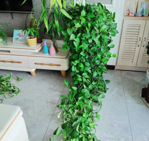 室内绿萝长了怎么设计 绿萝枝条太长怎么处理