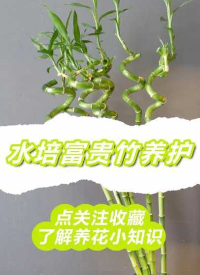 竹子为什么用水可以养 竹子为什么喜欢水