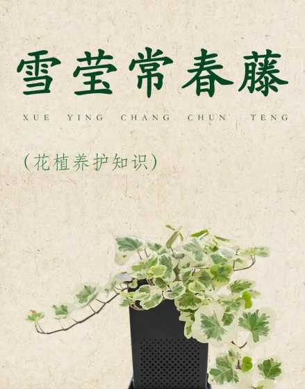 常春藤为什么老是干叶 为什么常春藤叶子干枯