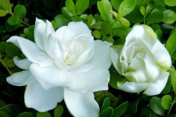 冬天栀子花为什么开花 怎么样才能让栀子花在冬天开花