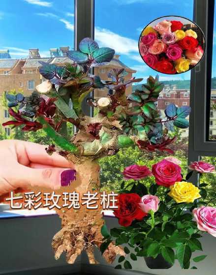 盆栽四季玫瑰花怎么养 阳台养的盆栽玫瑰花,需要怎么经营才会四季开花