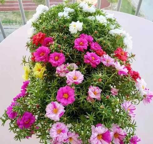 太阳花浇什么水长得好 太阳花这种植物,怎么养才能更旺