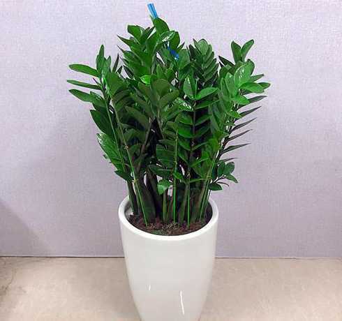 在广州适合养什么植物 广州适合种什么植物