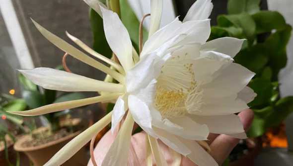 昙花什么时候就要开了 昙花花苞什么样子就要开了