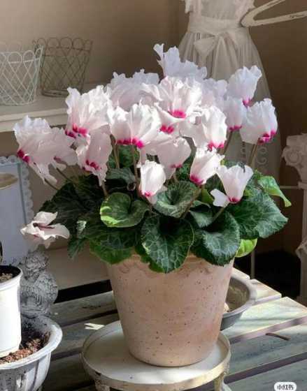 怎么才能让仙客来开花 怎么让仙客来开花不断