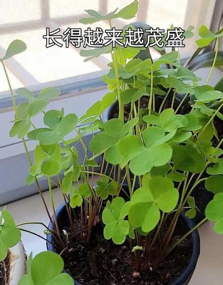 红花炸酱草籽如何播种 解梦梦见一堆扎红花炸酱草