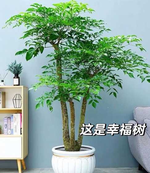 幸福树为什么长得太长 幸福树的节结为什么很长