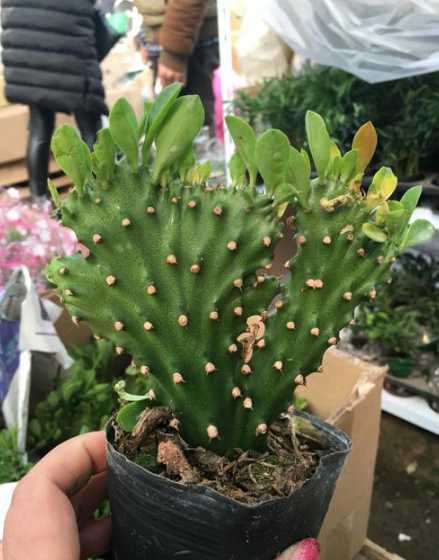麒麟怎么养殖注意事项 植物麒麟怎么养