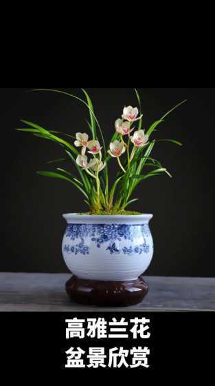 盆栽什么品种的兰花好 兰花用什么盆栽好