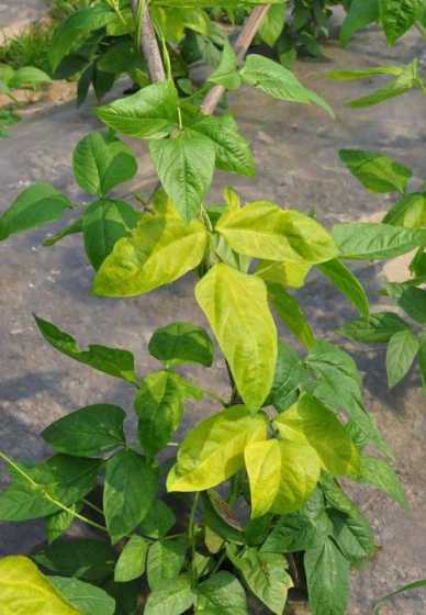 办公室叶子为什么发黄 办公室盆景叶子枯黄,怎么回事