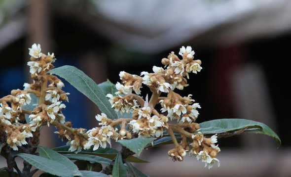 枇杷树的花是怎么样的 枇杷的外形特点:枝、干、叶、花、果