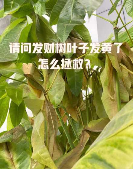 发财树叶子出油怎么办 发财树叶子出油怎么回事