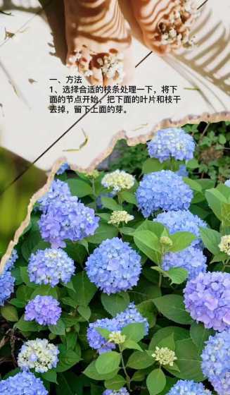 龙船绣球什么时候扦插 龙船花和绣球花的区别