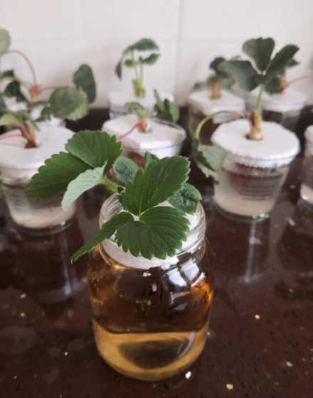 水培草莓的效果怎么样 草莓能水培吗