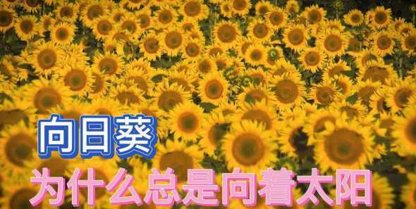 植物为什么会向着太阳 向日葵为什么会向着太阳转动