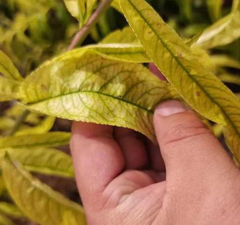 缺铁植物发黄是为什么 旋转铁植物为什么发黄