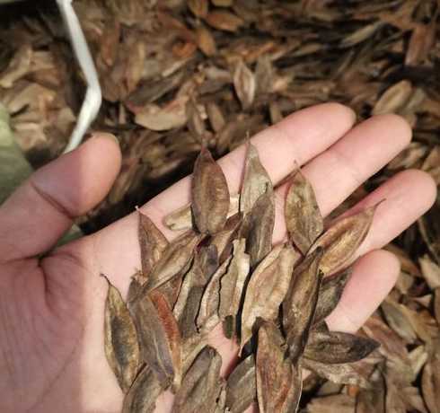 杜仲种子什么时间播种 杜种树什么时间栽