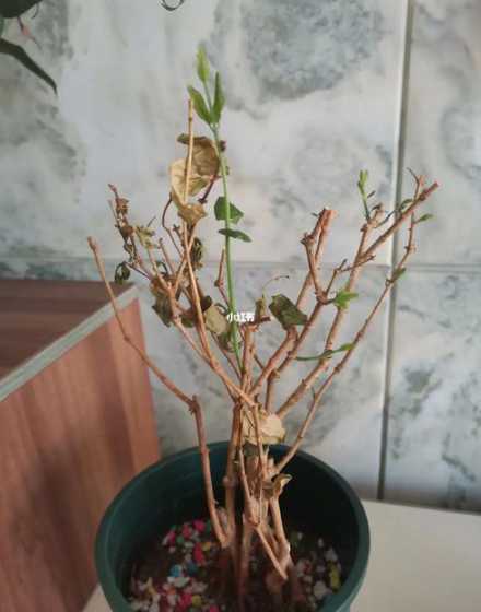为什么茉莉花的枝枯了 茉莉顶部叶子老是枯死怎么回事