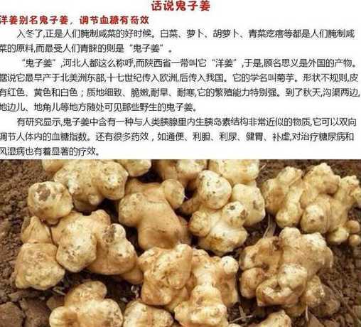 芋头和洋姜有什么不同 农村野生的鬼芋头,学名洋姜,有什么神奇作用