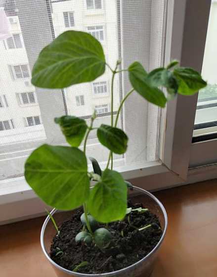 黑豆盆栽怎么种植方法 怎么种盆栽黑豆种子