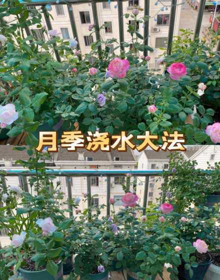 秋冬移栽月季怎么浇水 月季冬剪后怎么浇水