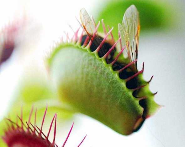 什么植物有特殊的本领 哪种植物有特殊本领