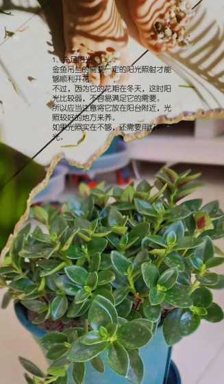 金鱼吊兰怎么养才开花 金鱼吊兰怎么养才开花(有关养金鱼吊兰开花窍门)