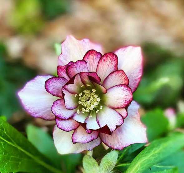 别墅花园适合种哪些花 别墅花园适宜种植什么植物