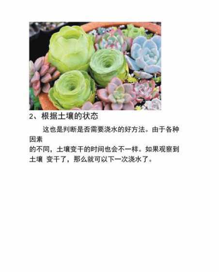 肉肉花怎么养怎么浇水 多肉花怎么浇水