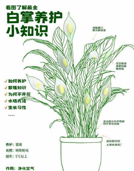 为什么白掌白掌的由来 白掌的风水寓意和禁忌
