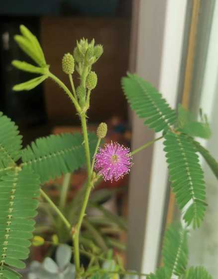 含羞草为什么早上开花 含羞草在什么时候开花
