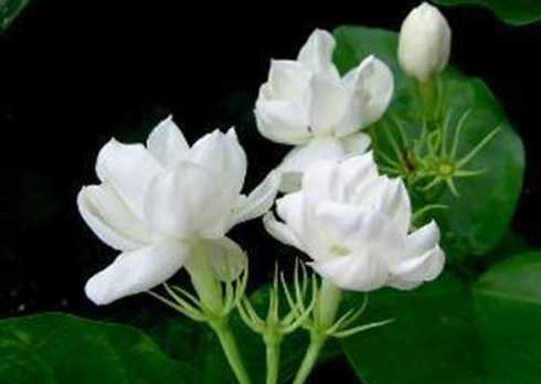 为什么苿莉花不是国花 茉莉花是哪国国花