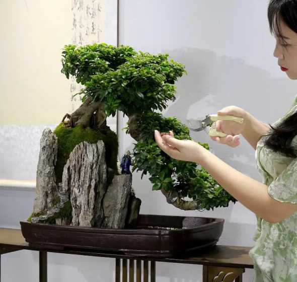 悬崖榕树盆景怎么浇水 盆景榕树怎么养