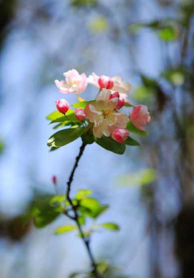 海棠花在什么时节开花 海棠花什么季节开花