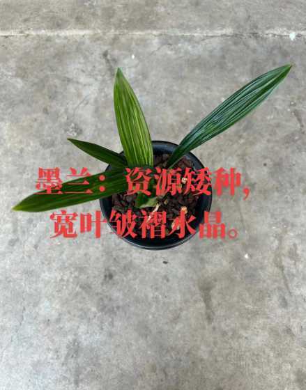 墨兰叶子为什么这么大 请教了,墨兰的叶子怎么打卷了