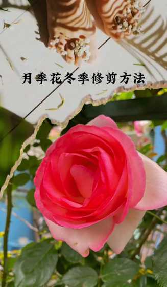 月季小苗冬季怎么修剪 月季在冬天的时候需要修剪吗应该如何修剪