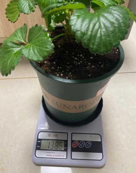 草莓浇水多了怎么补救 草莓水浇多了如何补救 具体方法是什么