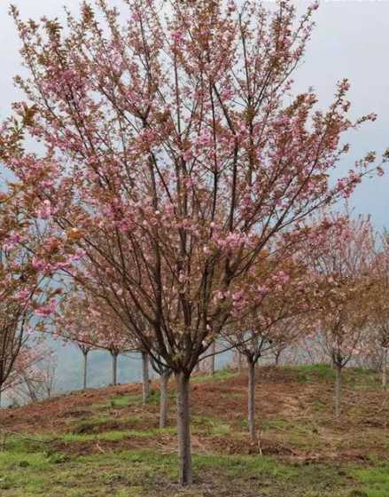 樱花树多久长10公分 10公分樱花树价格是多少